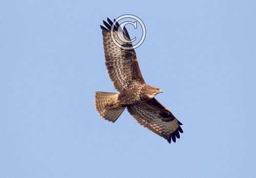 Buzzard in flight DM0062